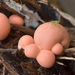 Reticulate Slime Mold Family - Photo (c) Bogdan V. Kryzhatyuk, some rights reserved (CC BY-NC-SA), uploaded by Bogdan V. Kryzhatyuk