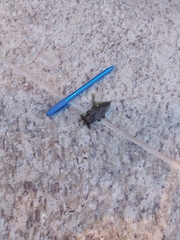 Nepoidea