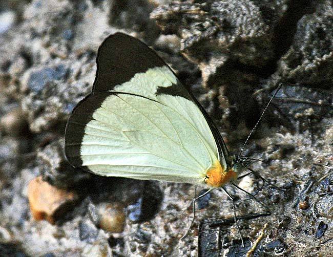 Melete calymnia