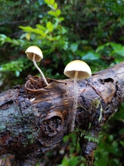 Hypholoma marginatum