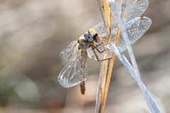 Sympetrum ambiguum