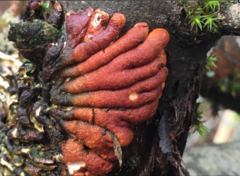 Hypocreopsis lichenoides