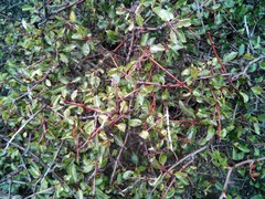 Rhamnus saxatilis