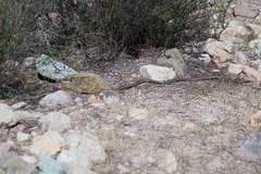 Masticophis lateralis lateralis