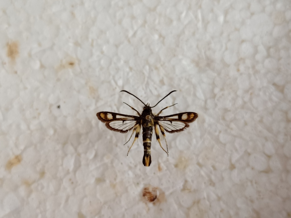 Pyropteron hera