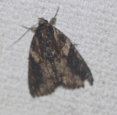 Crioa hades