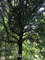 Sterculia lanceolata
