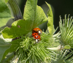 Harmonia axyridis