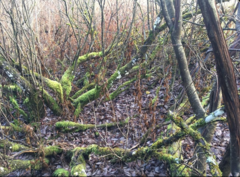 Hypocreopsis lichenoides