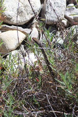 Masticophis lateralis lateralis