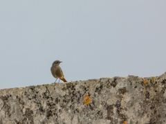 Phoenicurus ochruros