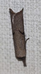 Pilostibes stigmatias