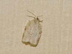Meridemis