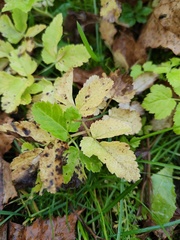 Aegopodium podagraria