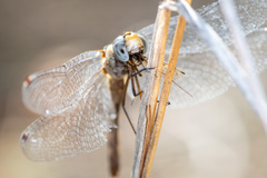 Sympetrum ambiguum