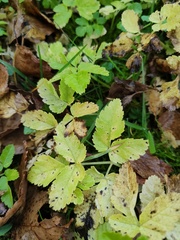 Aegopodium podagraria