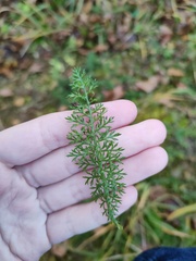 Achillea millefolium