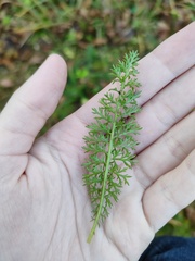 Achillea millefolium