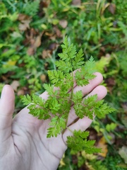 Anthriscus sylvestris