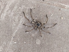 Polybetes pythagoricus