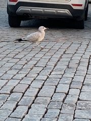 Larus argentatus