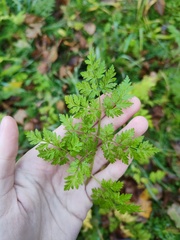 Anthriscus sylvestris