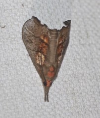 Styphlolepis hypermegas