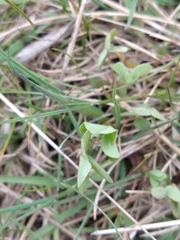 Trifolium spadiceum