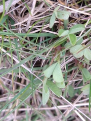 Trifolium spadiceum