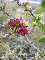 Puccinia magellanica