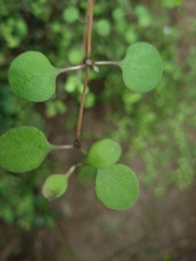 Coprosma crassifolia