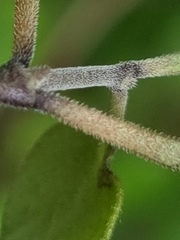 Coprosma crassifolia