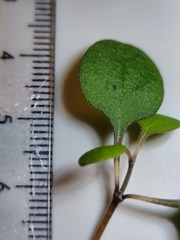 Coprosma crassifolia