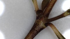 Coprosma crassifolia