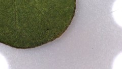 Coprosma crassifolia