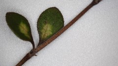 Coprosma crassifolia