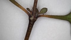 Coprosma crassifolia