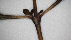 Coprosma crassifolia