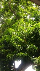 Magnolia × alba