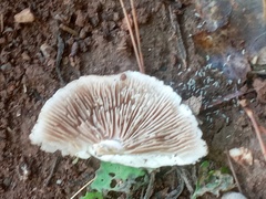 Agaricineae