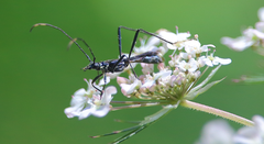 Stenorhopalus gracilipes