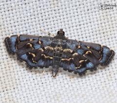 Eurrhyparodes lygdamis