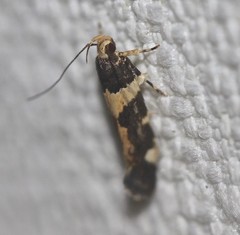 Macrobathra brontodes