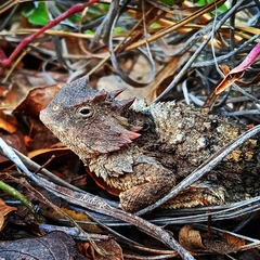 Phrynosoma braconnieri