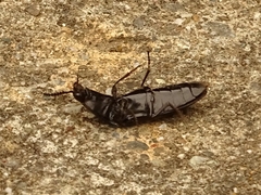 Melanactes densus