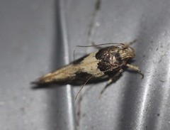 Macrobathra brontodes