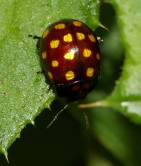 Chrysolina vigintimaculata