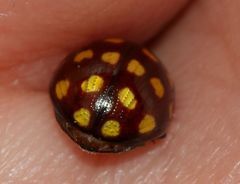 Chrysolina vigintimaculata