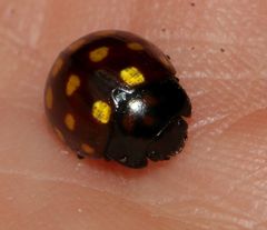 Chrysolina vigintimaculata