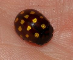 Chrysolina vigintimaculata